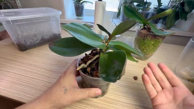 корни орхидей ОЦЕНИЛИ НОВЫЙ способ посадки орхидеи // КАК ЛЕГКО СОХРАНИТЬ ВОЗДУШНЫЕ КОРНИ ОРХИДЕЙ смотреть онлайн