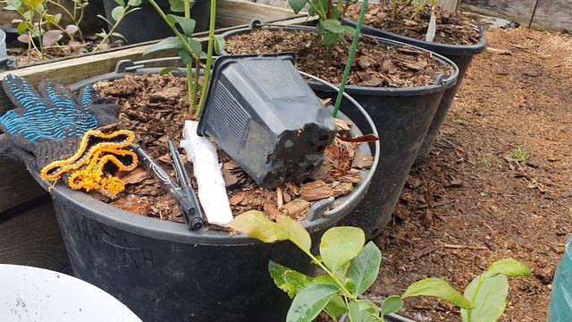 20240811_113111.mp4Как я пересаживаю голубику смотреть онлайн