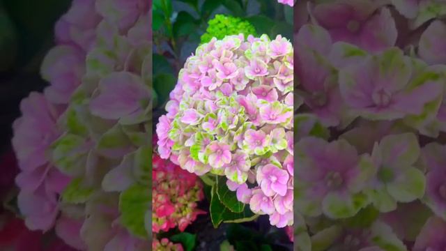 Beautiful hydrangea - summer garden #gardeningideasforhome #gardening #hydrangeas