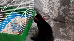 Нашли КОТЕНКА у себя во дворе. НАЙДЕНЫШ