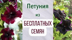 Петуния из бесплатных семян. Что получилось. Какие расцветки. Опыление петунии. Варианты.