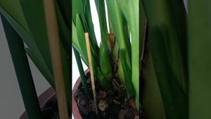 Цветонос у Цимбидиума