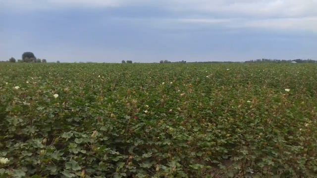 Хлопок цветёт. 06. 08. 2023. смотреть онлайн