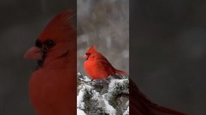 Birds ✅ Птицы ✅ Nature ✅ Природа