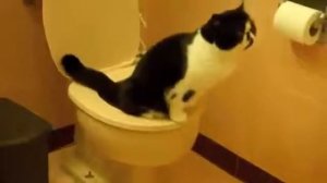 Умный кот - приучи кота к унитазу