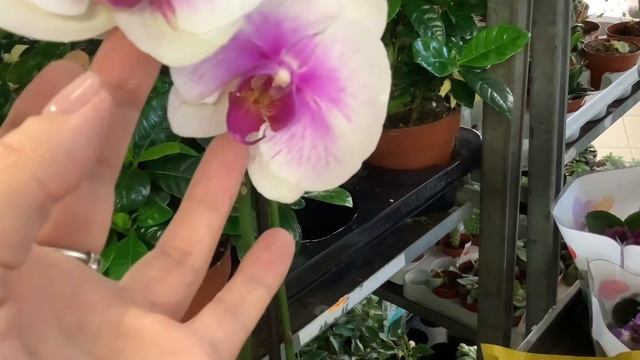 Орхидеи в ‘ Максидоме ’’ Санкт Петербург 25 мая- июня 21 смотреть онлайн