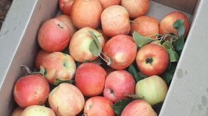 ПИНК ЛЕДИ ЯБЛОНЯ