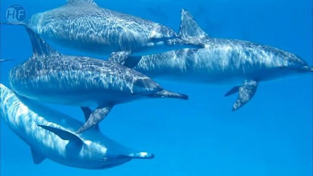 ДЕЛЬФИНЫ. Удивительные факты смотреть онлайн