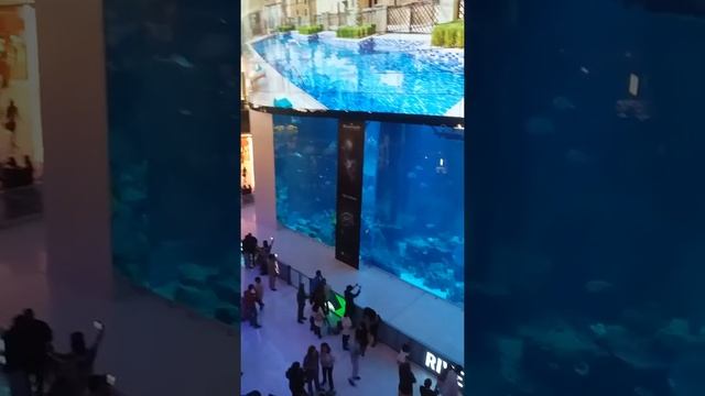 Dubai Mall.ОАЭ. Аквариум в крупном торгово развлекательном центре Дубай Молл.