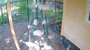 Цесарки курлыкают на солнышке