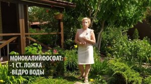 ЛИЛИИ Правильный уход после цветения