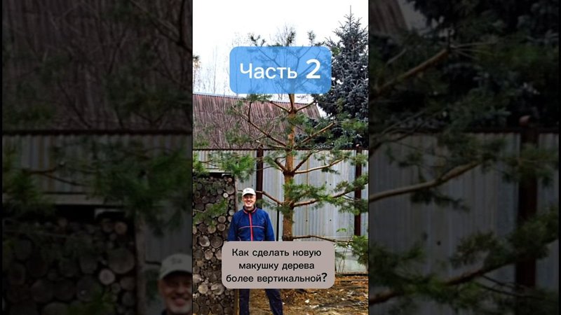 Формируем новую макушку дерева. Часть 2. #бонсай #bonsai #ниваки #хвойные #ландшафтныйдизайн