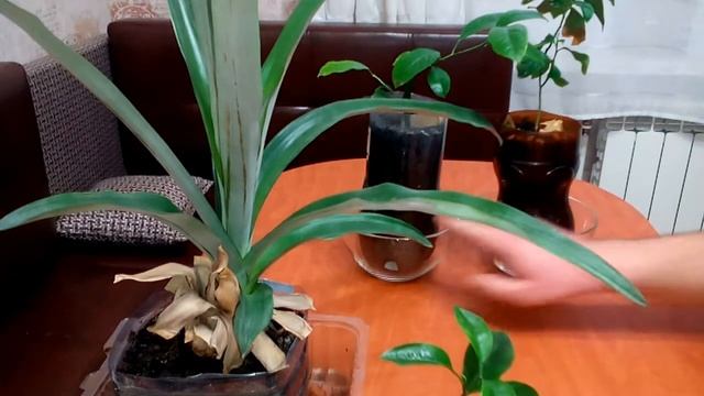 Как подкармливать комнатный лимон/мандарин/ананас.