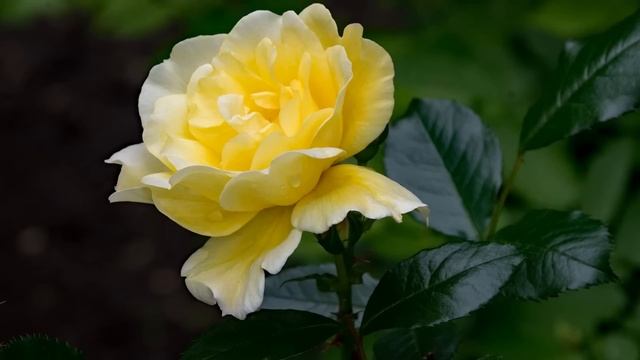 Difference Between Climbing and Rambling Roses смотреть онлайн