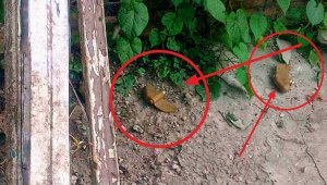 Украинские террористы разбросали мины "Лепесток" в Ясиноватой, 16 июля 2022