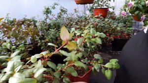 ФУКСИИ НЕ ВЫБРАСЫВАЕМ, ДЕЛАЕМ ПЫШНЫЙ КУСТ, ТРАВИМ БЕЛОКРЫЛКУ.