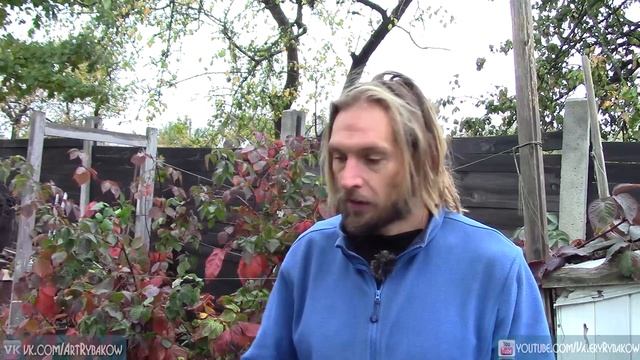 Какую ежевику выбрать? Разница между безшипной ежевикой и ежевикой с шипами.