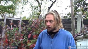 Какую ежевику выбрать? Разница между безшипной ежевикой и ежевикой с шипами.