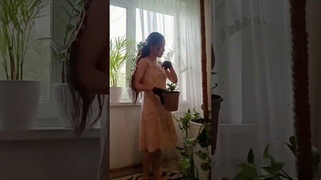 Многолетняя травянистая лиана эпипремнум (Epipremnum) является частью семейства Ароидные.