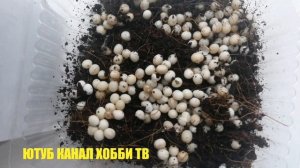 Яйца Улиток Ахатин. Как ухаживать за яйцами улиток.Улитки Ахатины.