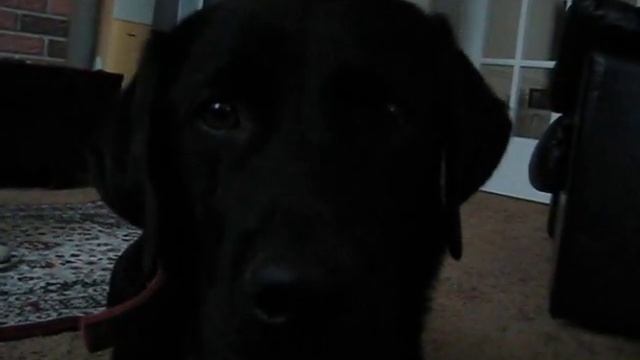 Java - Chewing on Toy смотреть онлайн