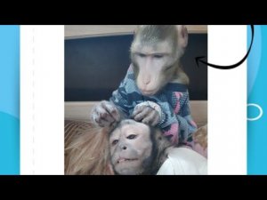 Обезьяньи нежности (макак и капуцин)/ груминг обезьян /обезьянки снимают стресс