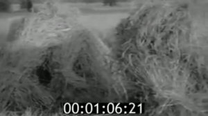 Сбор урожая колхозниками в 1937 году