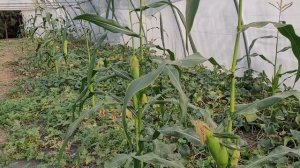 Кукуруза в пленочной теплице