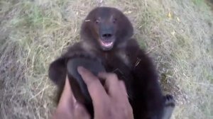 Удивительная дружба человека с медвежонком-гризли