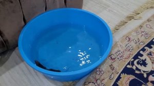 Как ловить мышей|мыши умеют плавать.