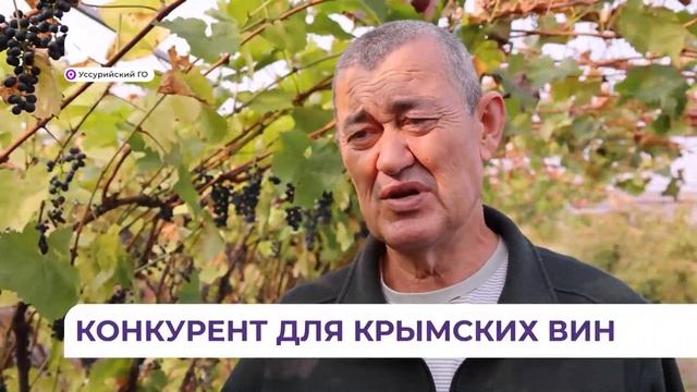 Приморское импортозамещение - Виноградари Приморья приступили к переработке урожая смотреть онлайн