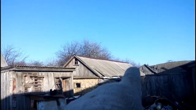 Кормлю телят,овцы,хрюшки, потихоньку подрастают!!! смотреть онлайн