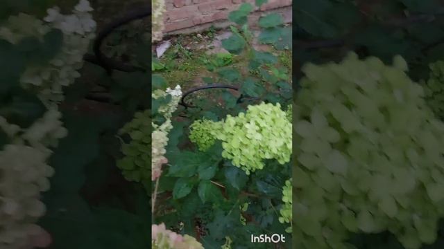 Гортензия Жемчужина фестиваля (Perle de Festival/Romantic Ace).Самая моя любимая Гортензия! смотреть онлайн