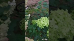 Гортензия Жемчужина фестиваля (Perle de Festival/Romantic Ace).Самая моя любимая Гортензия!