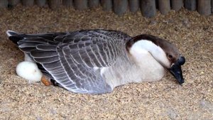 Китайские гуси. Chinese geese.