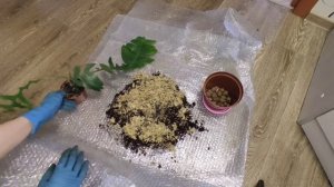 Марниера, Селеницереус (Selenicereus chrysocardium, Marniera chrysocardium ). Пересадка