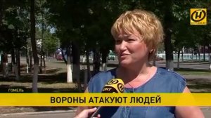 Вороны нападают на жителей Гомеля