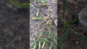 В поисках маток# В поисках муравейников. # В поисках интересных видов муравьёв.