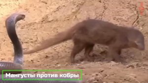 Хищники в Деле, Лев Попал в Западню. Самые эпичные битвы диких животных за "5 минут"