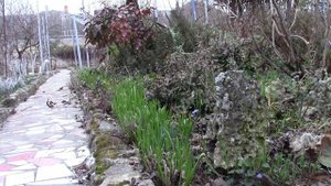 ВЕСЕННИЕ МНОГОЛЕТНИКИ В САДУ!  Обязательно посадите!