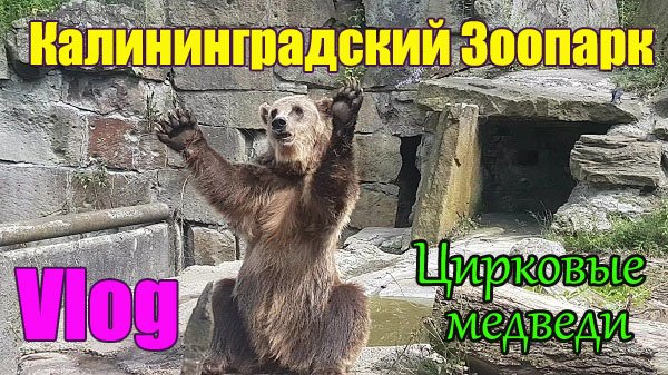 Зоопарк.Калининградский Зоопарк | Цирковые медведи | Экскурсия 2020