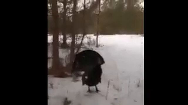 Ты кого петухом назвал, козёл? смотреть онлайн