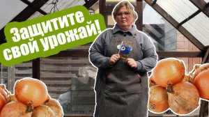 Желтеют листья лука?! Есть серый налет на перьях? Это пероноспороз! Ложная мучнистая роса лука