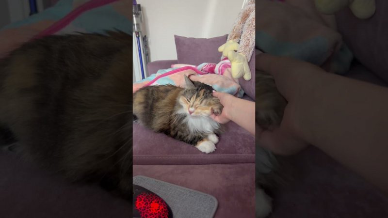 Пока я вся в учебе, Бусинка меня оберегает, поддерживает и успокаивает❤️❤️❤️ #кошки #домашниекошки