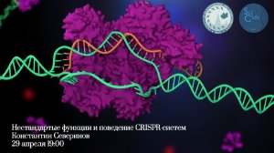 Научный клуб ФББ. Константин Северинов. Нестандартные функции и поведение систем CRISPR-Cas.