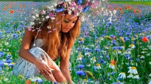 Васильки сине-синие.