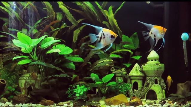Скалярия кои (Pterophyllum scalare)