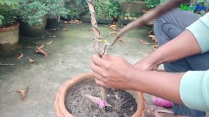 Lychee Tree Bonsai Part 01