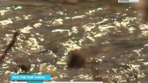 Кабардинская порода лошадей не имеет себе равных в дальних походах. Kabardian horses