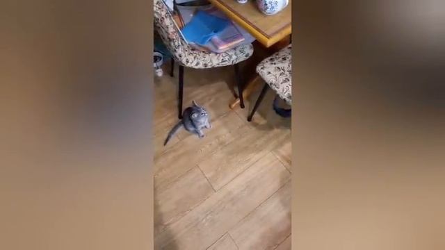 Приветы из дома с разных уголков мира/Снежок/Маша/Дэйзи смотреть онлайн